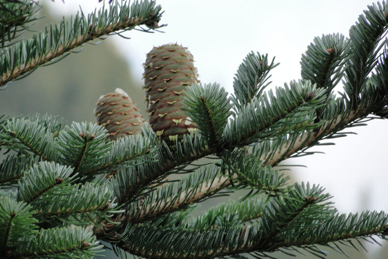 A Turkish fir tree