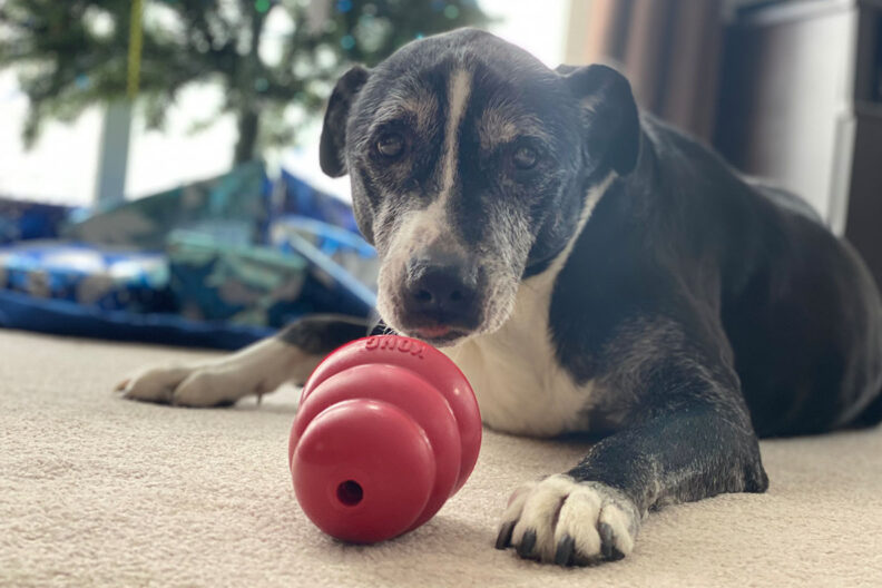 A dog with a chew toy