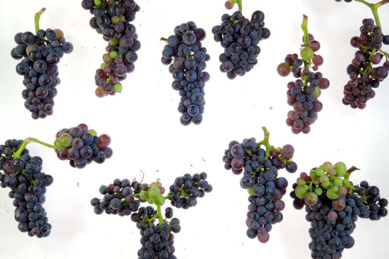 Grapes with red blotch virus