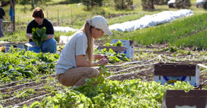 People tending crops