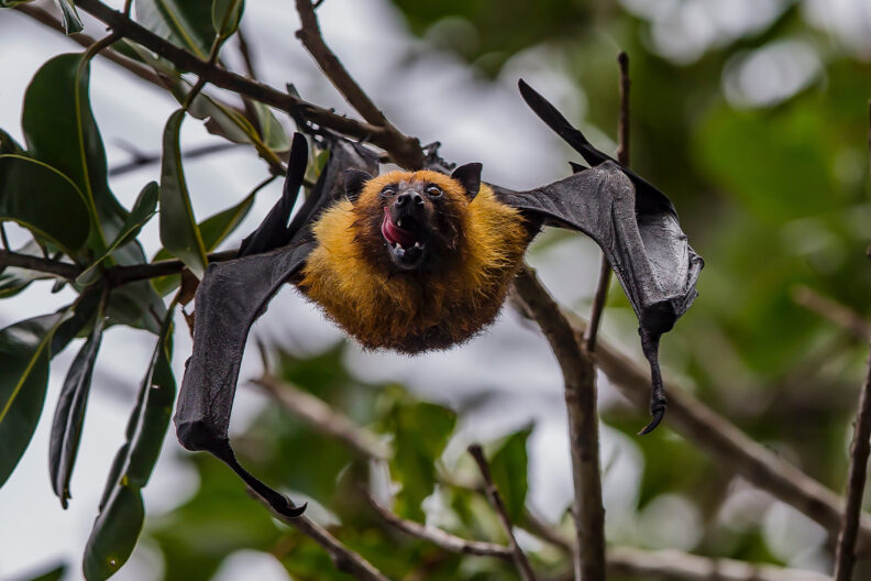 Closeup of a bat in a tree.
