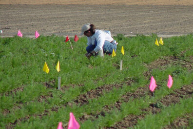 A researcher transplants carrots in a seed crop experimental plot.