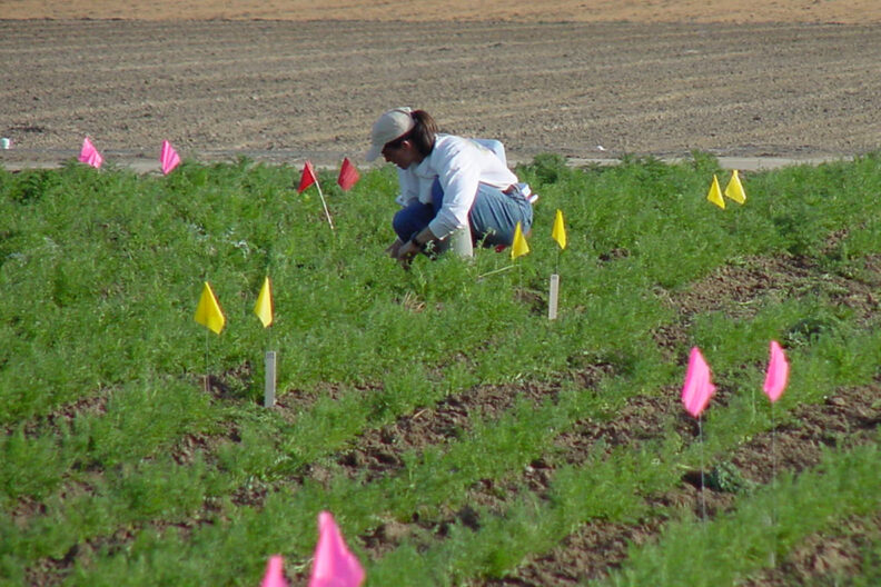 A researcher transplants carrots in a seed crop experimental plot.