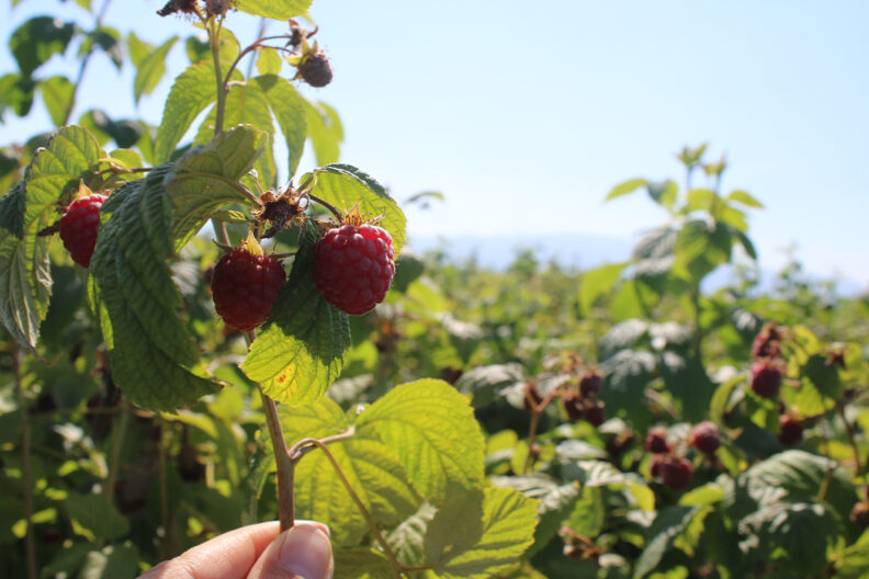 A raspberry field.