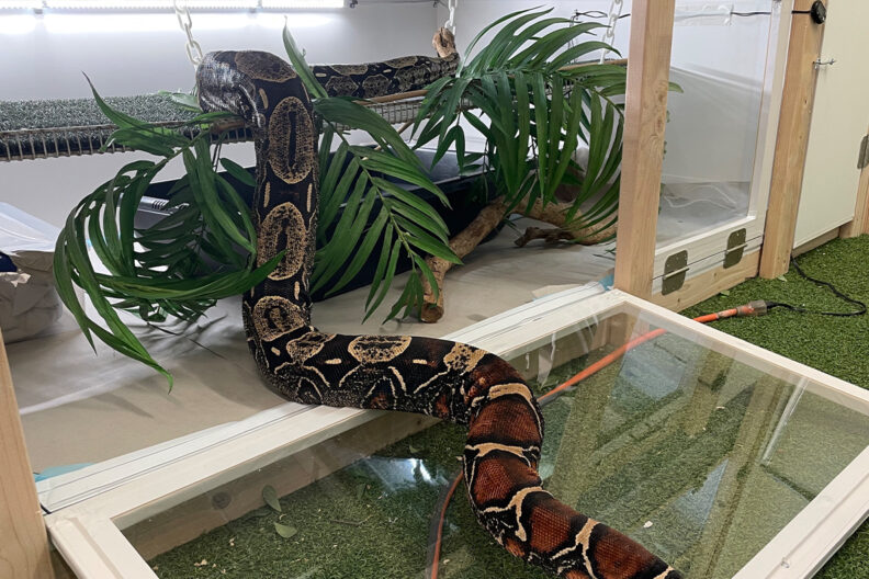 A large snake climbing into its cage.