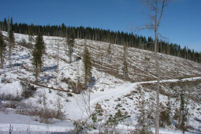 An area of clearcut forest in the Mica Creek watershed.