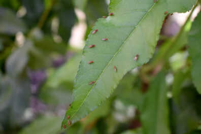 Fruit flies on the leaf of a peach tree.