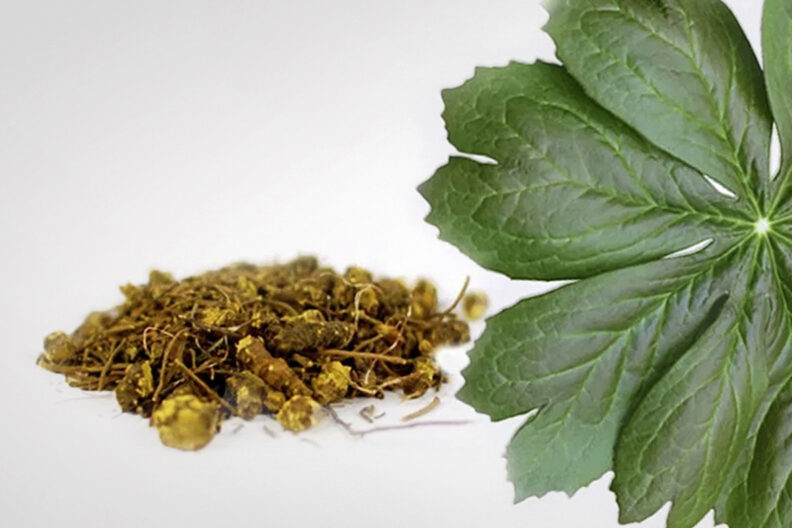 Goldenseal plant and roots.