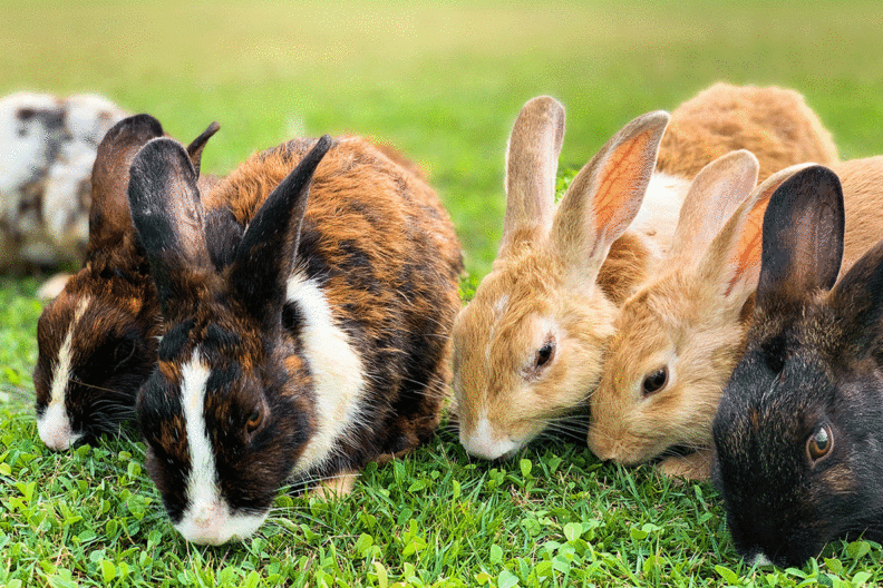 Closeup of several rabbits.