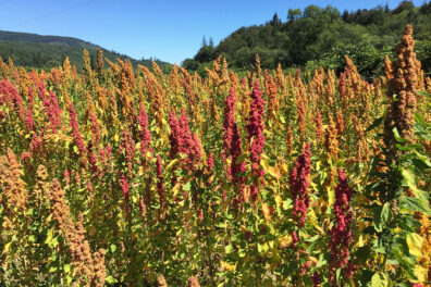 A field of quinoa.