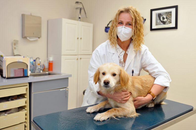 Closeup of Dodger, a rescue dog from Puerto Rico