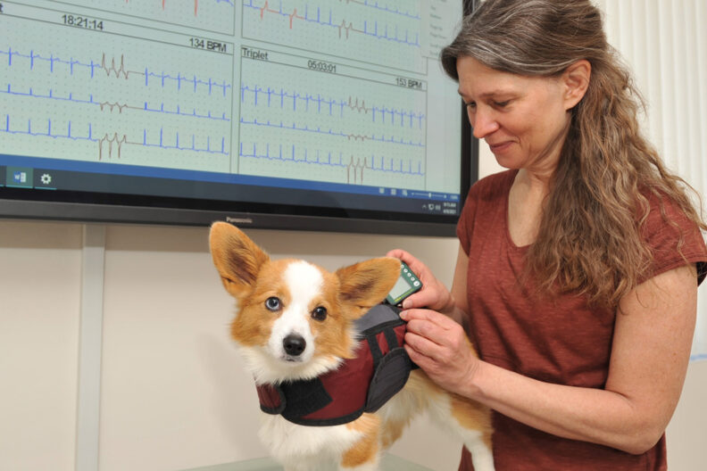 Dr. Lynne Nelson examines a small Corgi.