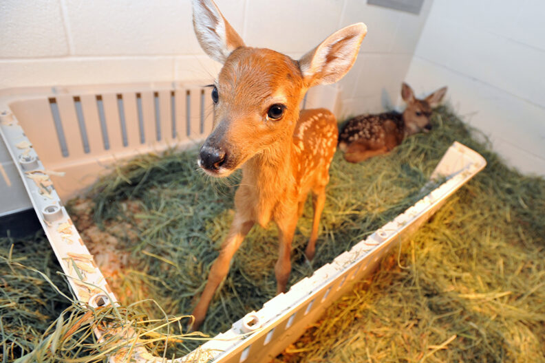 Closeup of two orphaned fawns.