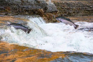 Two salmon jumping upstream.