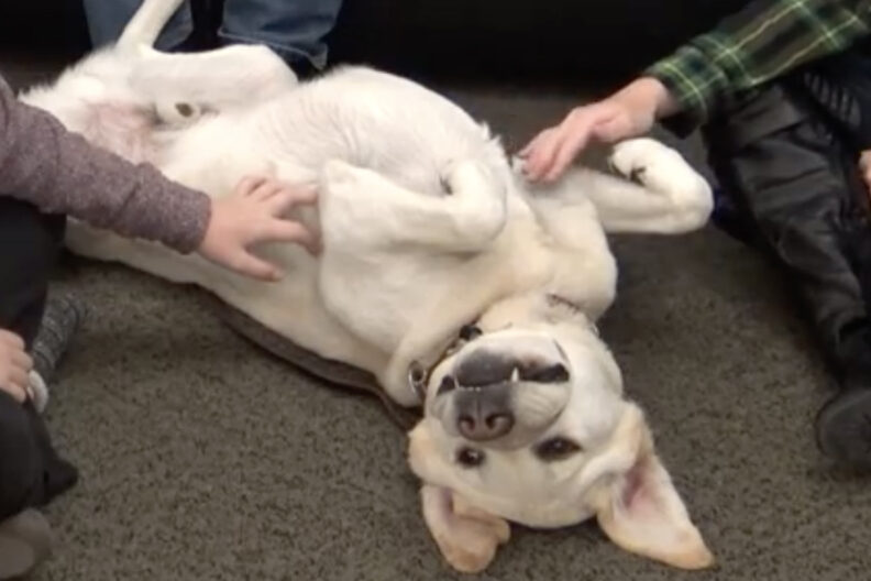 A golden Labrador dog lays on his back as students pet his belly.