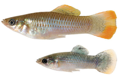 Two sliver fish on a white background, top fish is larger with orange highlights on its fins, bottom fish is smaller with some blue tones