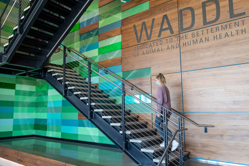 A woman climbing a staircase inside the Washington Animal Disease Diagnostic Laboratory.