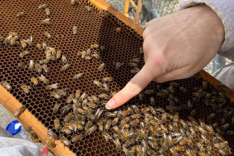 Closeup of a honeybee hive