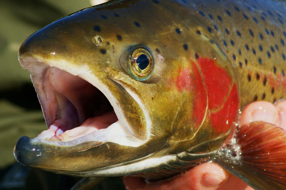 Closeup of someone's hands holding a steelhead trout.