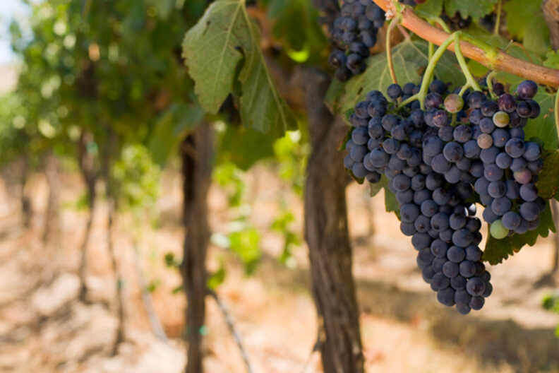 wine grapes