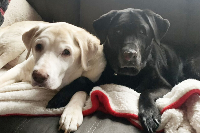 A golden lab seated next to a black lab