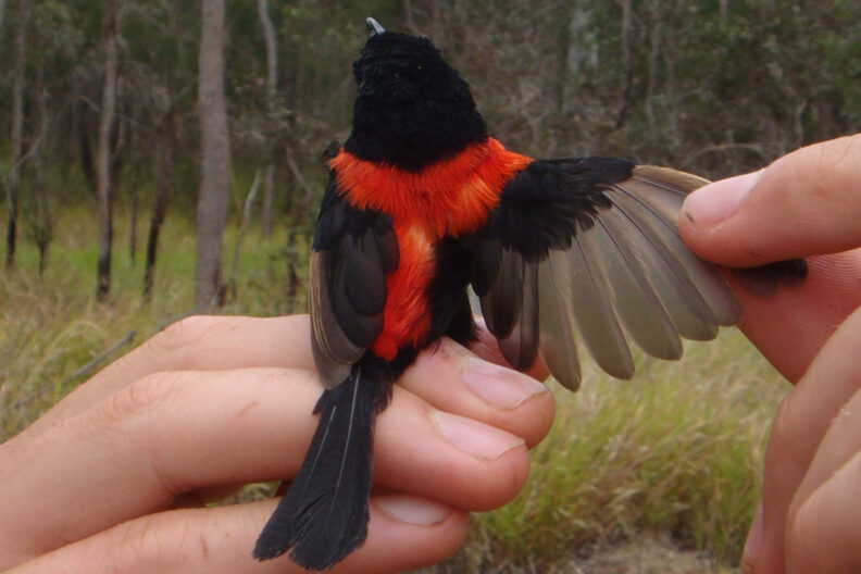 A small bird, black with a red T down its back, perched on someone's hand.