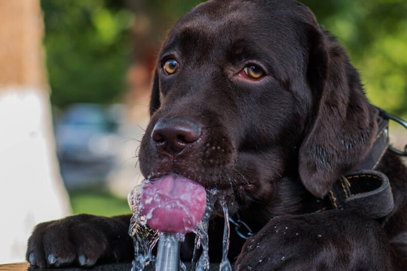 A dop laps water from a bowl.