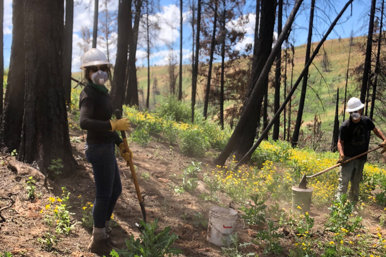 Researchers collect soil samples in a forest