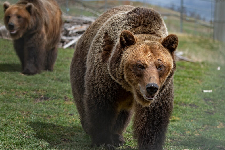 Grizzly bears walking through an outdoor habitat at the WSU Bear Center.