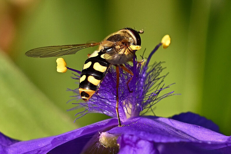 Closeup of a yellow and black striped syrphid fly on a purple flower.