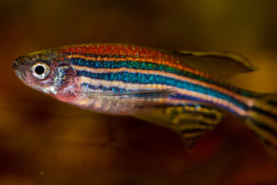 Closeup of a brightly colored zebrafish.