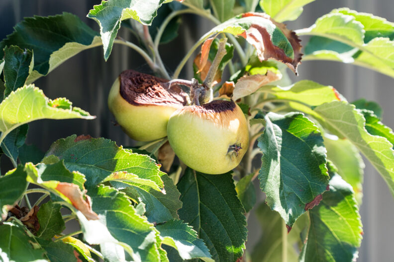 Apples on a tree with damage from hot sun and drought