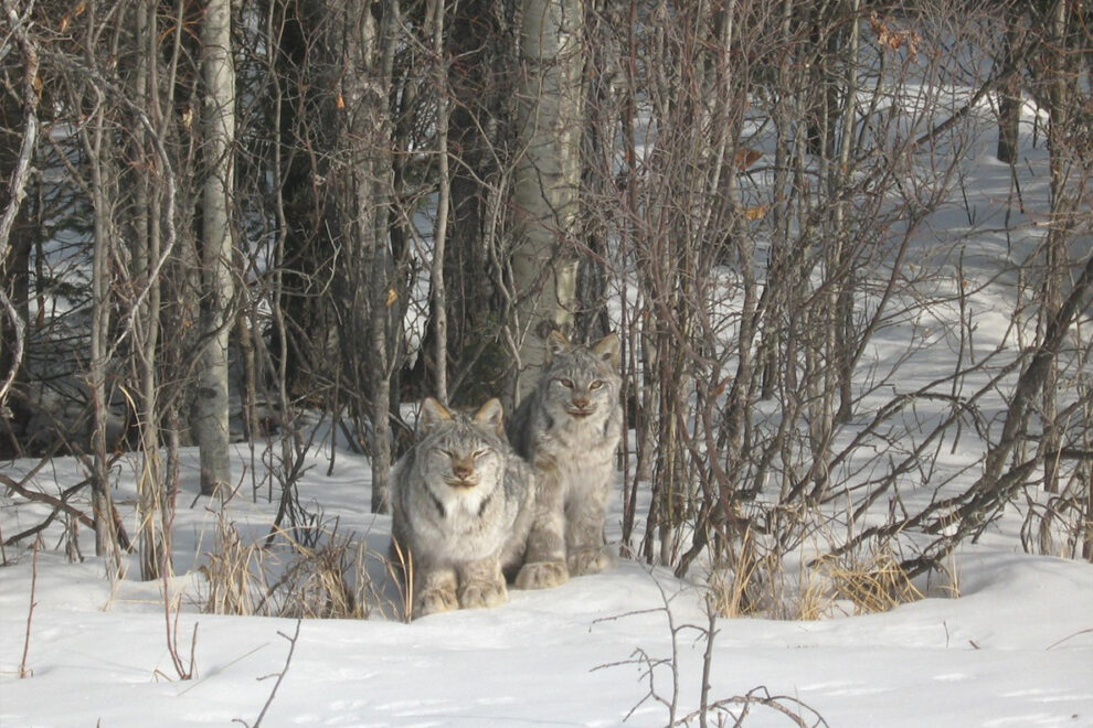 Two lynx lay in the snow in a forest