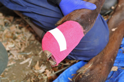 Closeup of someone holding an elk's hoof wrapped in a red bandage.