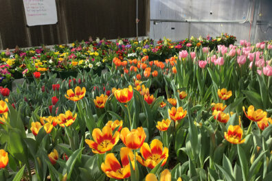 Closeup of flowers in a green house.