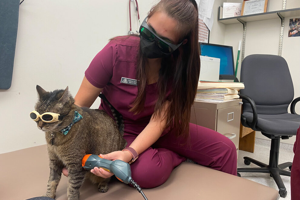 A veterinary student providing laser therapy to a cat.