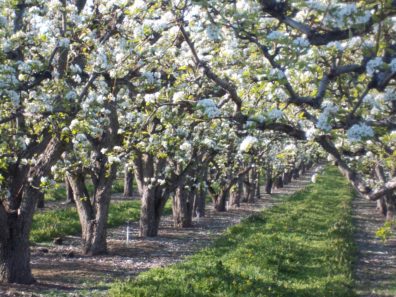 A new $5 million USDA-funded project, led by WSU researchers, will help water markets support high value crops, such as apple orchards in the Yakima Valley (Photo by Dana Pride).