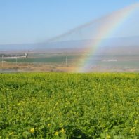 Mustard with rainbow