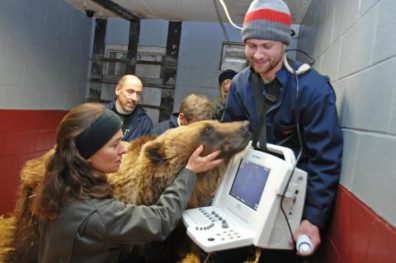 A woman and two men tend a groggy-looking bear next to an electronic screen displaying sensory information.