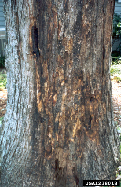 Wetwood on white oak shown as dark brown mottling through the bark