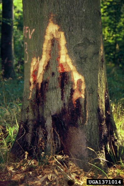 The bark of the tree is dark brown. Where it has been shaved away, a brown lesion with uneven margins shows. Leaking downward from the lesion is bright red ichor.
