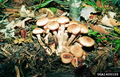 Armillaria mushrooms