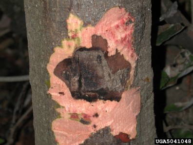 The bole of a tree with some of its bark shaved off. The inner flesh of the tree shows red with a large, dark brown lesion.