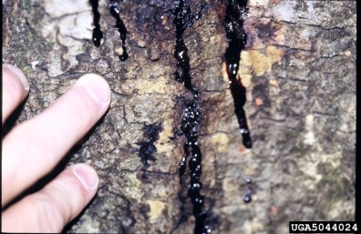 Black ichor drips down the bark of a tree in rivulets