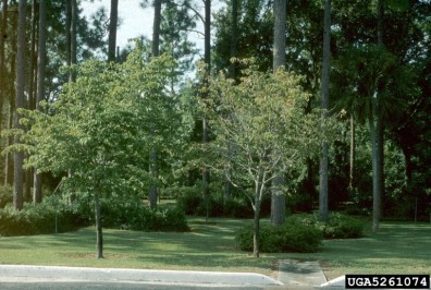 Armillaria on dogwood