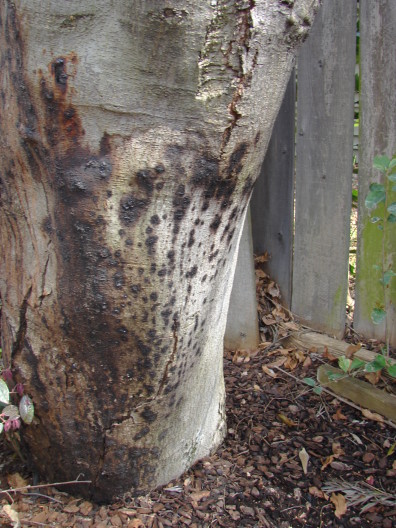Dark brown lesions near the base of a tree