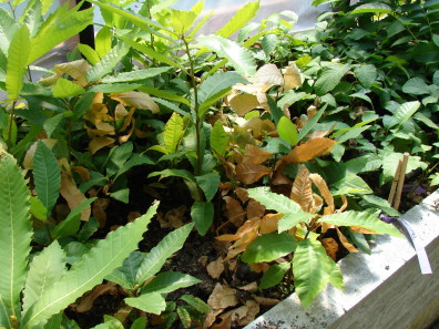 Young plants with bright green leaves, except some plants are brown.