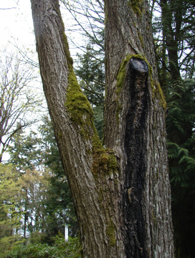 the symptoms show as a dark brown stripe pouring downward from a branch that's been cut off.