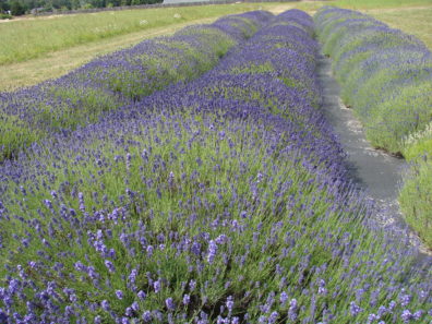 Three rounded rows of lavender take up almost the length of the frame, with a recently mowed strip of grass on the left and a taller strip of grass to the left of that. Between the rightmost strip of lavender and the middle strip, there is a narrow space where the black groundcloth they are planted through is showing.