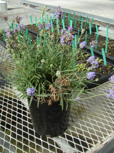 A lavender plant in a round black pot. The flowers are in more of a ball shape than a typical lavender and it has long lanceolate leaves. Some of its stems have gone brown and curled up.